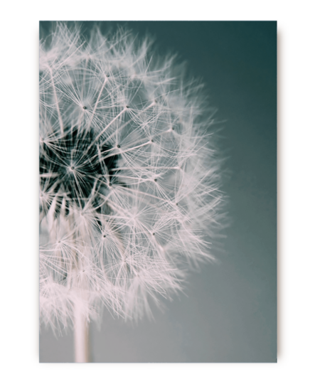 Dandelion Postcard