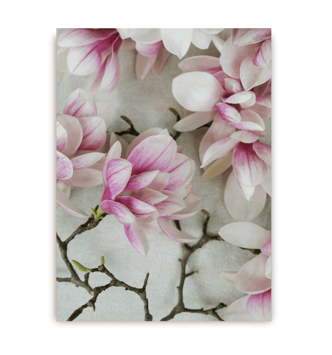 pink & white blossom postcard